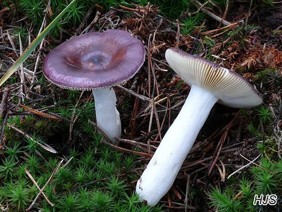 Russula caerulea
