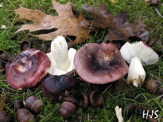 Russula fragilis