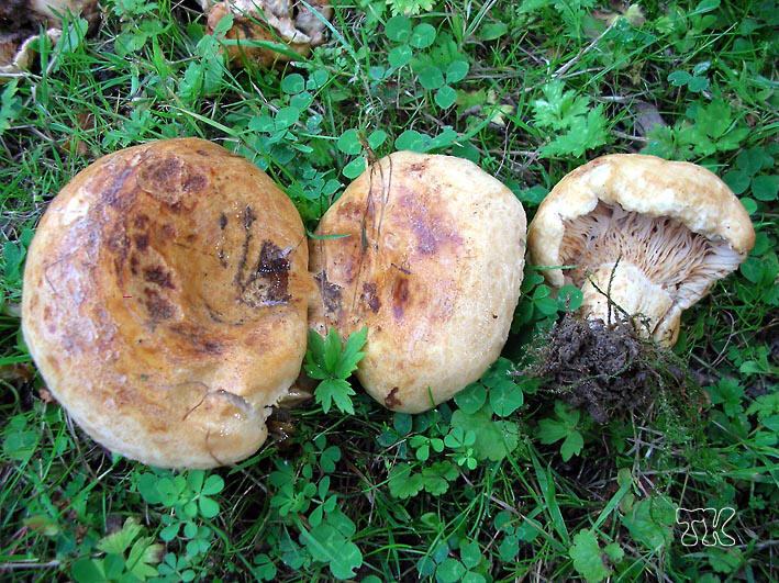 Lactarius acerrimus