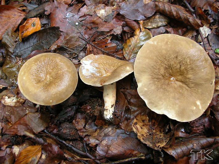 Lactarius pterosporus