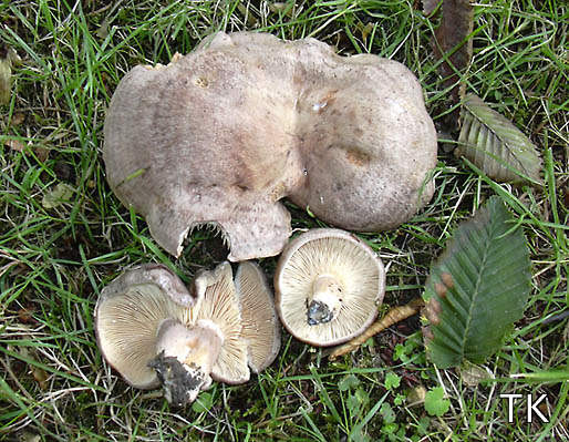 Lactarius circellatus