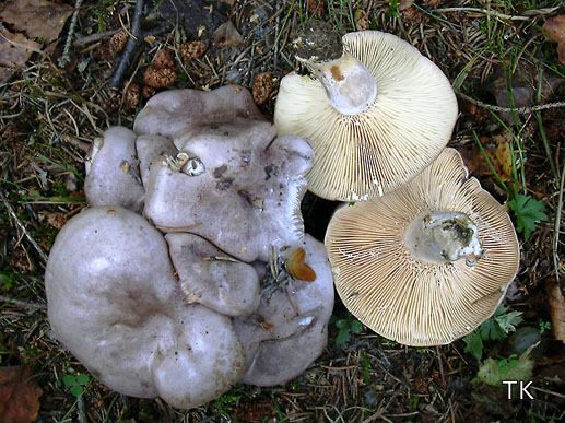 Lactarius flexuosus