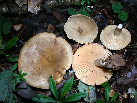 Lactarius pyrogalus