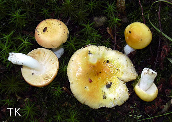 Russula lutea