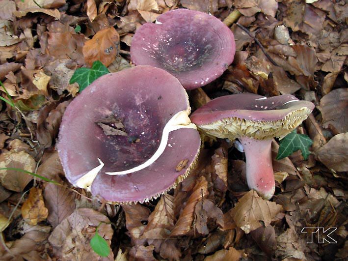 Russula olivacea