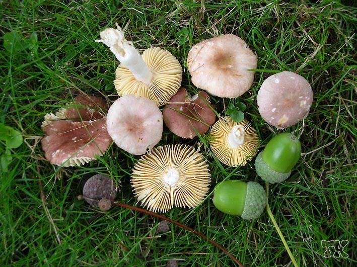 Russula odorata