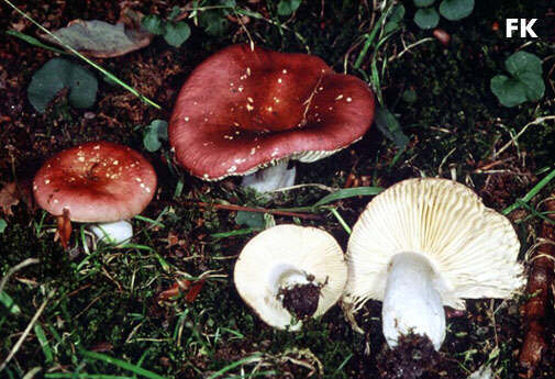 Russula amoenoides