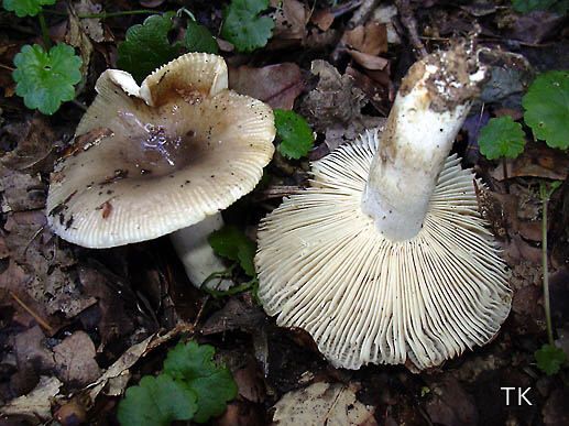 Russula amoenolens