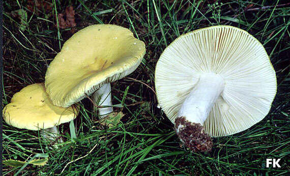 Russula claroflava