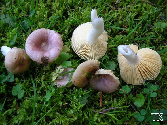 Russula nauseosa 