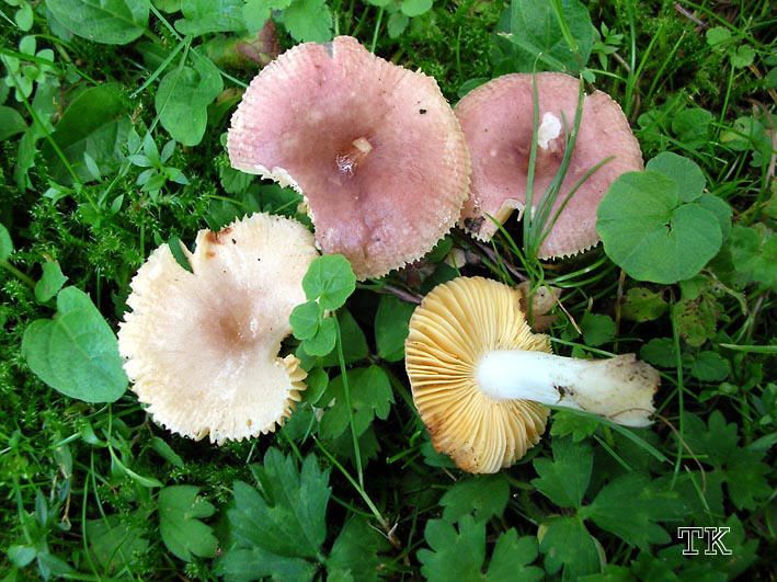 Russula odorata