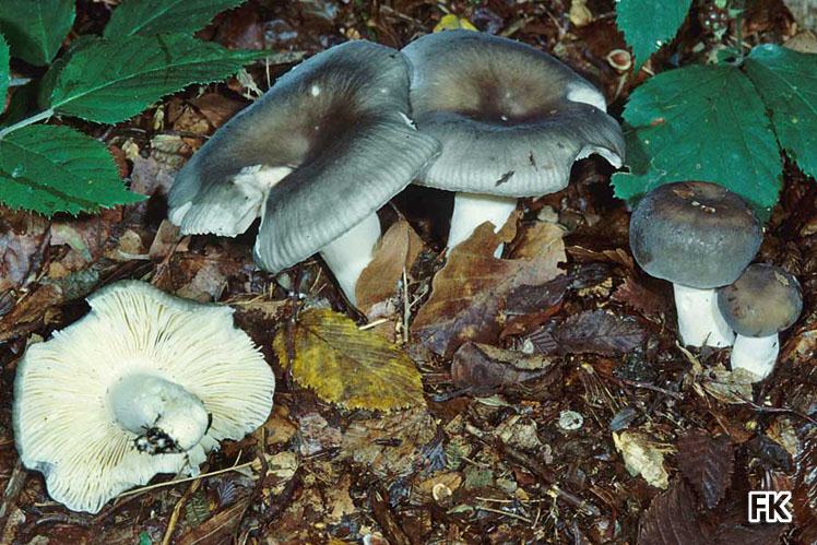 Russula parazurea