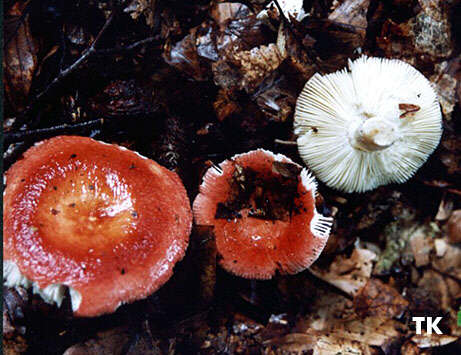Russula velenovskyi