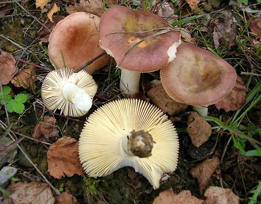 Russula versicolor