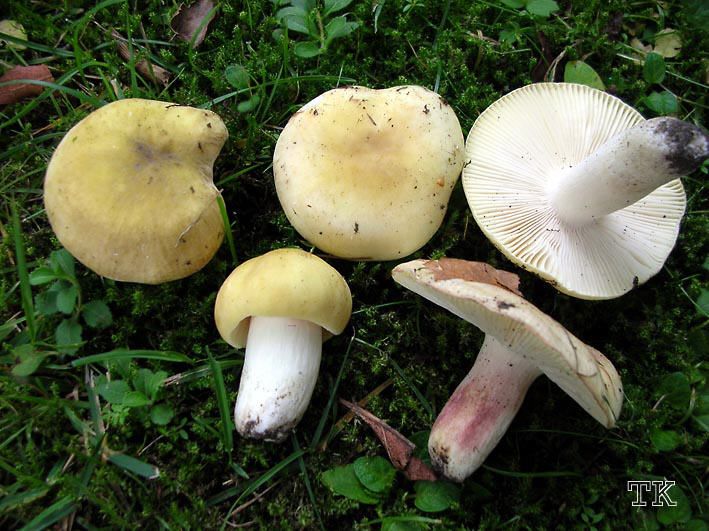 Russula violeipes