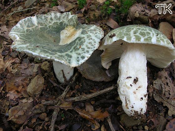 Russula virescens