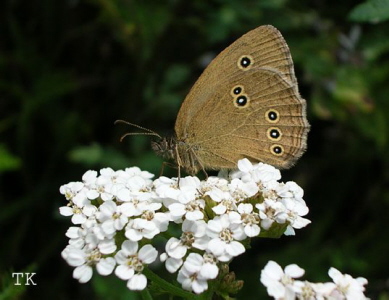aphantopus_hyperantus