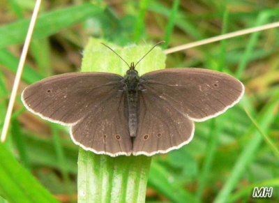 aphantopus_hyperantus_mh