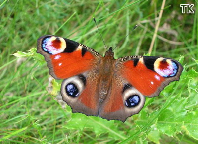 tagpfauenauge